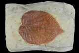 Fossil Leaf (Davidia) - Montana #120814-1